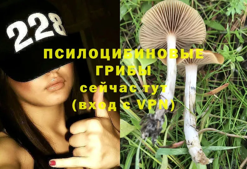 дарнет шоп  Белинский  Галлюциногенные грибы MAGIC MUSHROOMS 